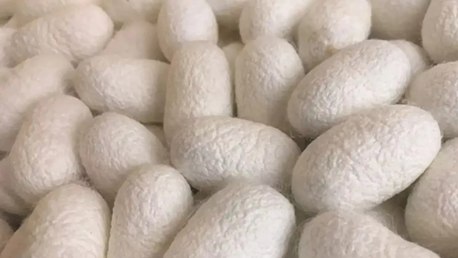 تاریخچه پارچه و نحوه ی پیدایش آن